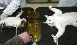 兽医在线观看,揭秘动物健康守护者的虚拟世界