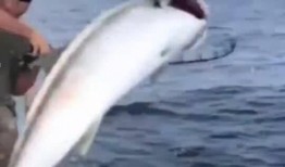 冲哥爆料鲛鱼儿视频大全,鲛鱼儿视频大全精彩瞬间大汇总