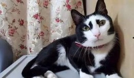 爆料七彩猫的是谁呀视频,是谁在背后掀起网络热议？