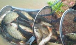 最新钓鱼爆料配方,独家爆料配方大公开！