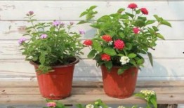 重庆爆料打雷视频最新,视频记录惊心动魄一幕