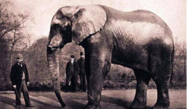 大象玛莉爆料视频大全集,欢乐时光尽在其中