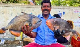 冲哥爆料鲛鱼儿视频大全,鲛鱼儿视频大全精彩瞬间大汇总