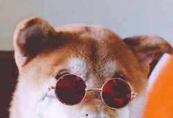 狗哥吃瓜视频免费观看下载,免费观看与下载，尽享娱乐盛宴