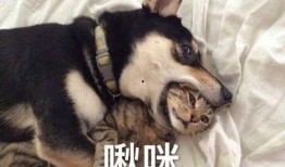 红兜兜爆料二哈视频大全,二哈搞笑视频大全，笑料横生，萌态百出