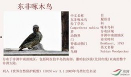 啄木鸟系列在线观看,揭秘自然界的神奇使者