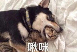 大哥爆料二哈是谁啊视频,揭秘“大哥爆料二哈是谁”视频背后的神秘人物