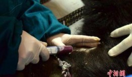 兽医在线观看,揭秘动物健康守护者的虚拟世界