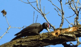 啄木鸟系列在线观看,揭秘自然界的神奇使者