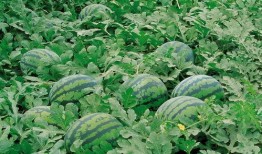 漳州网红吃瓜群微信群号,微信群号背后的火热话题与社交圈”