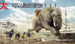 大象玛莉爆料视频大全集,欢乐时光尽在其中